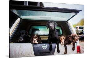 Gun dogs in the back of 4x4 on a shoot in Wiltshire, England-John Alexander-Stretched Canvas