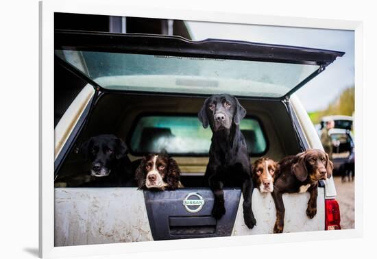 Gun dogs in the back of 4x4 on a shoot in Wiltshire, England-John Alexander-Framed Photographic Print