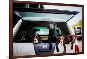 Gun dogs in the back of 4x4 on a shoot in Wiltshire, England-John Alexander-Framed Photographic Print