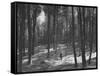 Gunder Hagg Training in the Woods Near Malmo-null-Framed Stretched Canvas