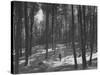 Gunder Hagg Training in the Woods Near Malmo-null-Stretched Canvas