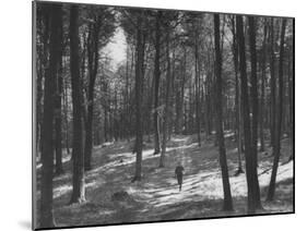Gunder Hagg Training in the Woods Near Malmo-null-Mounted Photographic Print