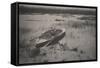 Gunner Working up to Fowl, 1886 (Platinum Print)-Peter Henry Emerson-Framed Stretched Canvas