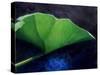 Gunnera Leaf-Lincoln Seligman-Stretched Canvas
