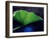 Gunnera Leaf-Lincoln Seligman-Framed Giclee Print