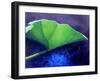 Gunnera Leaf-Lincoln Seligman-Framed Giclee Print