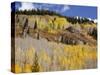 Gunnison National Forest, Colorado, USA-Jamie & Judy Wild-Stretched Canvas