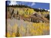 Gunnison National Forest, Colorado, USA-Jamie & Judy Wild-Stretched Canvas