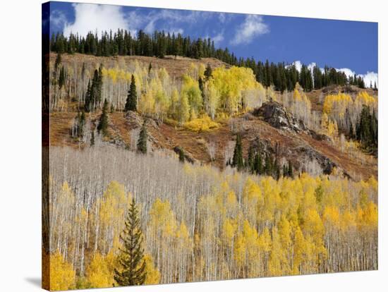 Gunnison National Forest, Colorado, USA-Jamie & Judy Wild-Stretched Canvas