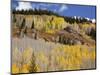 Gunnison National Forest, Colorado, USA-Jamie & Judy Wild-Mounted Photographic Print