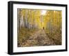 Gunnison National Forest, Colorado, USA-Jamie & Judy Wild-Framed Photographic Print