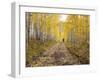 Gunnison National Forest, Colorado, USA-Jamie & Judy Wild-Framed Photographic Print