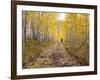 Gunnison National Forest, Colorado, USA-Jamie & Judy Wild-Framed Photographic Print