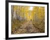 Gunnison National Forest, Colorado, USA-Jamie & Judy Wild-Framed Photographic Print