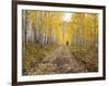 Gunnison National Forest, Colorado, USA-Jamie & Judy Wild-Framed Photographic Print