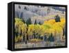 Gunnison National Forest, Colorado, USA-Jamie & Judy Wild-Framed Stretched Canvas