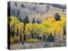 Gunnison National Forest, Colorado, USA-Jamie & Judy Wild-Stretched Canvas