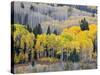 Gunnison National Forest, Colorado, USA-Jamie & Judy Wild-Stretched Canvas