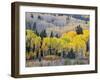 Gunnison National Forest, Colorado, USA-Jamie & Judy Wild-Framed Photographic Print