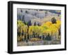 Gunnison National Forest, Colorado, USA-Jamie & Judy Wild-Framed Photographic Print