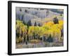 Gunnison National Forest, Colorado, USA-Jamie & Judy Wild-Framed Photographic Print