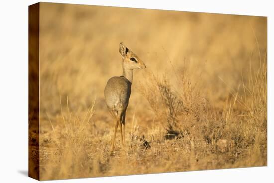 Gunther's Dik-Dik-Joe McDonald-Stretched Canvas