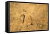 Gunther's Dik-Dik-Joe McDonald-Framed Stretched Canvas