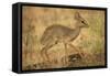 Gunther's Dik-Dik-Joe McDonald-Framed Stretched Canvas