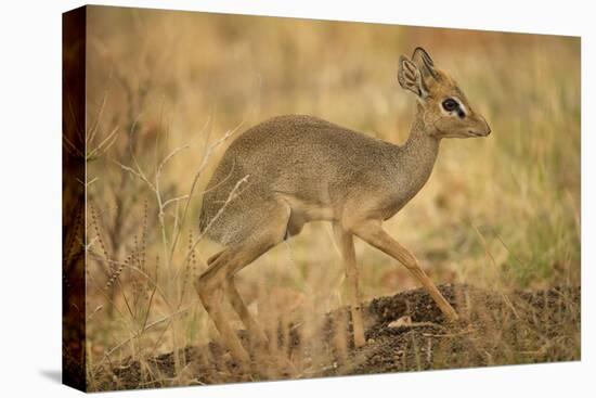 Gunther's Dik-Dik-Joe McDonald-Stretched Canvas