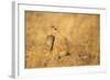 Gunther's Dik-Dik-Joe McDonald-Framed Photographic Print