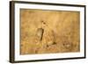 Gunther's Dik-Dik-Joe McDonald-Framed Photographic Print