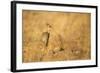 Gunther's Dik-Dik-Joe McDonald-Framed Photographic Print