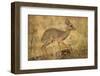 Gunther's Dik-Dik-Joe McDonald-Framed Photographic Print