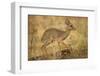 Gunther's Dik-Dik-Joe McDonald-Framed Photographic Print