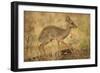 Gunther's Dik-Dik-Joe McDonald-Framed Photographic Print