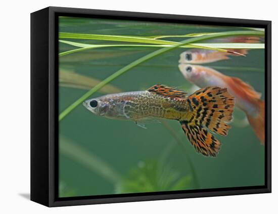 Guppy and Millionfish-null-Framed Stretched Canvas