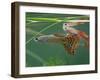 Guppy and Millionfish-null-Framed Premium Photographic Print