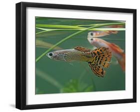 Guppy and Millionfish-null-Framed Premium Photographic Print