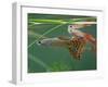 Guppy and Millionfish-null-Framed Premium Photographic Print