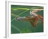 Guppy and Millionfish-null-Framed Photographic Print
