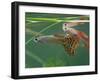 Guppy and Millionfish-null-Framed Photographic Print