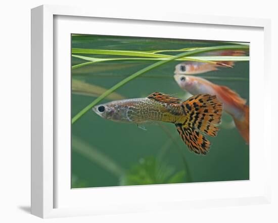 Guppy and Millionfish-null-Framed Photographic Print