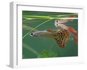 Guppy and Millionfish-null-Framed Photographic Print