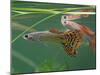 Guppy and Millionfish-null-Mounted Photographic Print