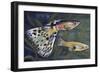 Guppy (Poecilia Reticulata), Poeciliidae, Drawing-null-Framed Giclee Print