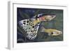 Guppy (Poecilia Reticulata), Poeciliidae, Drawing-null-Framed Giclee Print