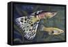 Guppy (Poecilia Reticulata), Poeciliidae, Drawing-null-Framed Stretched Canvas