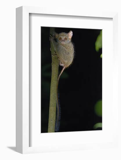 Gursky's spectral tarsier (Tarsius spectrumgurskyae) North Sulawesi-Daniel Heuclin-Framed Photographic Print