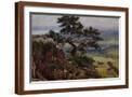 Brown Frame