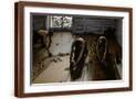 Brown Frame